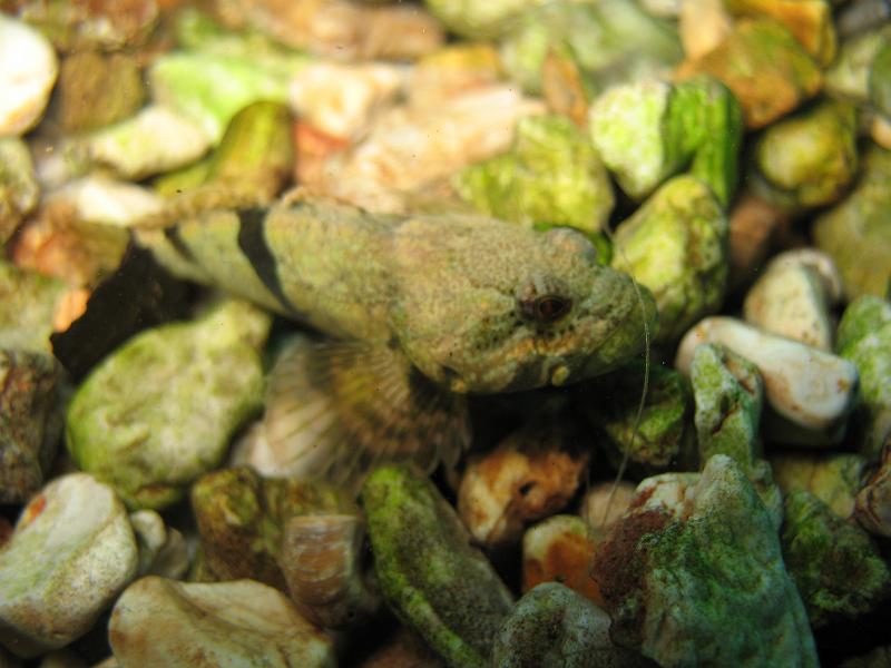 Bennett Springs 038.JPG - Here's a macro shot of the Sculpin.